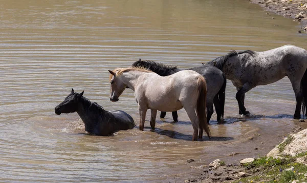 stock image wild horses at a waterhole in the Pryor Mountains Montana in summer