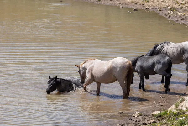 Stock image wild horses at a waterhole in the Pryor Mountains Montana in summer