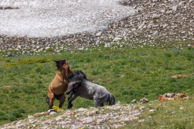 Yazın Pryor Dağları 'nda savaşan vahşi at aygırları.