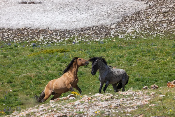 Wild Horse Stallions Fighting Pryor Mountains Montana Summer — Stock Photo, Image