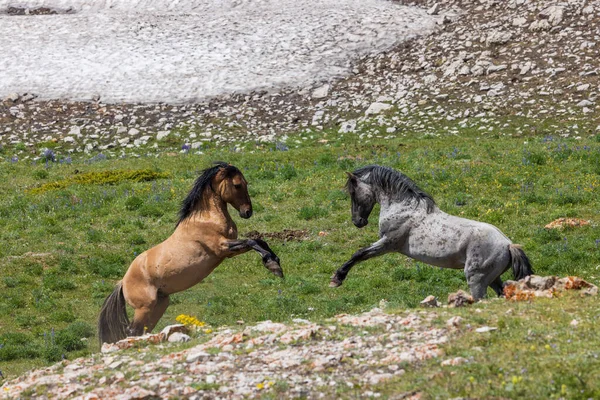 Wilde Paarden Hengsten Vechten Het Pryor Gebergte Montana Zomer — Stockfoto