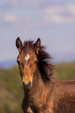 Yazın Montana 'daki Pryor Dağları' nda vahşi bir at yavrusu.