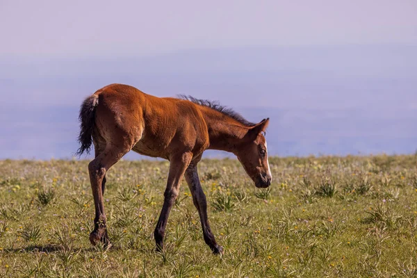 Potro Cavalo Selvagem Nas Montanhas Pryor Montana Verão — Fotografia de Stock