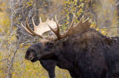 Güz aylarında Grand Teton Ulusal Parkı 'nda Wyoming' de boğa geyiği.