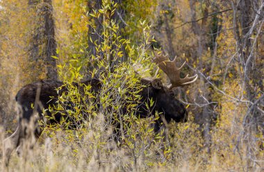 Güz aylarında Grand Teton Ulusal Parkı 'nda Wyoming' de boğa geyiği.