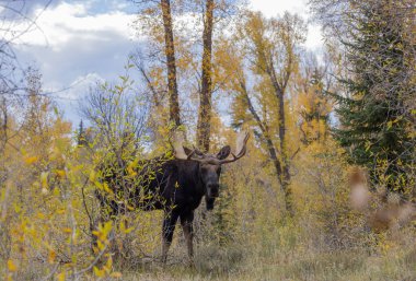 Güz aylarında Grand Teton Ulusal Parkı 'nda Wyoming' de boğa geyiği.