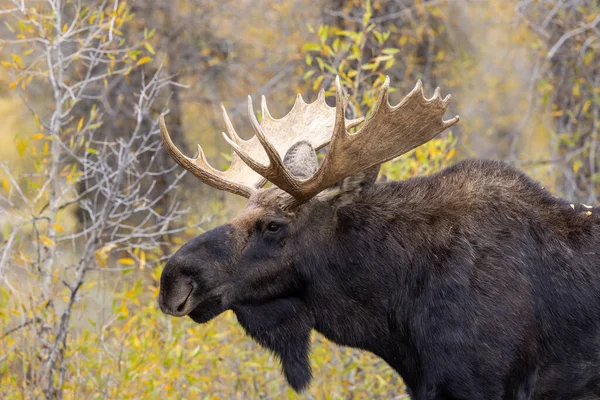 Tjur Älg Grand Teton National Park Wyoming Ruffen Hösten — Stockfoto