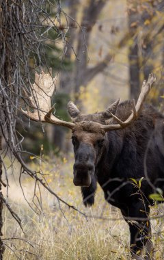 Güz aylarında Grand Teton Ulusal Parkı 'nda Wyoming' de boğa geyiği.
