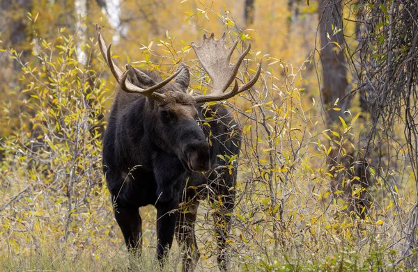 Býk Losa Národním Parku Grand Teton Wyoming Během Říje Podzim — Stock fotografie