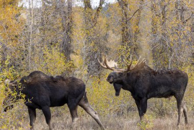 a bull and cow moose rutting in Wyoming in autumn