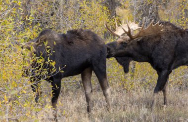 a bull and cow moose rutting in Wyoming in autumn