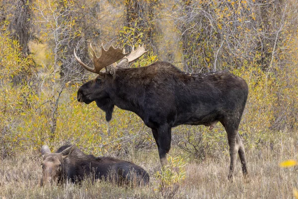 Bull Cow Moose Rutting Wyoming Autumn — Stock Fotó