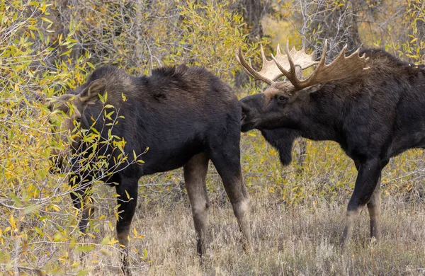 Bull Cow Moose Rutting Wyoming Autumn — 스톡 사진
