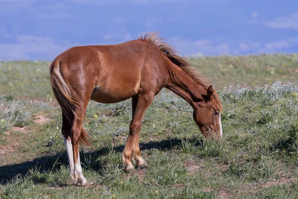Дикая Лошадь Летом Прайорских Горах Монтана — стоковое фото