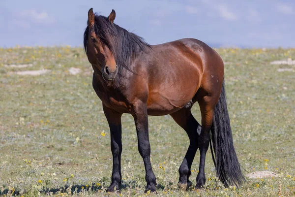 Vild Häst Sommaren Pryorbergen Montana — Stockfoto