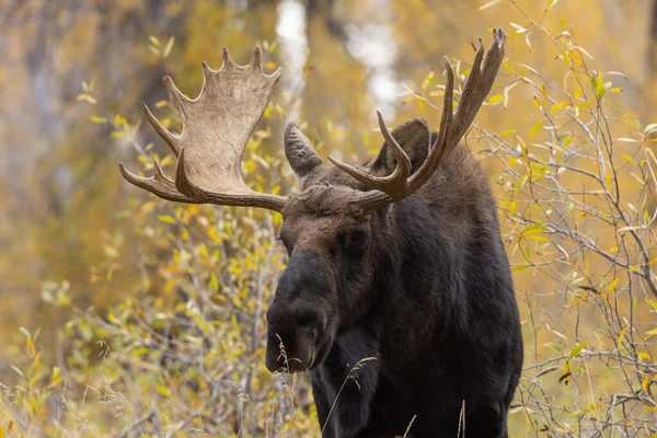 Orignal Taureau Pendant Ornière Dans Wyoming Automne — Photo