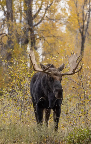 Ein Elchbulle Beim Traben Wyoming Herbst — Stockfoto