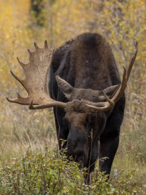 Sonbaharda Wyoming 'de monoton bir geyik.