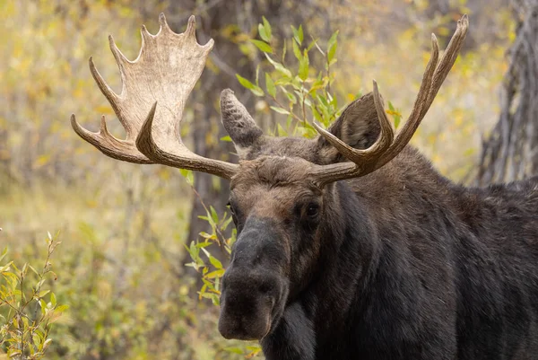 Bull Moose Rut Wyoming Autumn — Stock Photo, Image