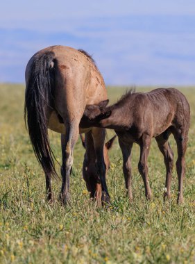 Yazın Montana 'daki Pryor Dağları' nda vahşi bir kısrak ve tay.