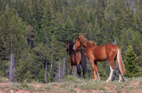 stock image a wild horse mare and foal in the Pryor Mountains Montana in summer