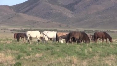 Utah çölünde vahşi atlar