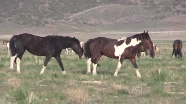 Wilde Paarden Utah Woestijn — Stockvideo