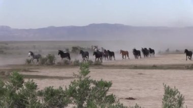 Utah çölünde vahşi atlar