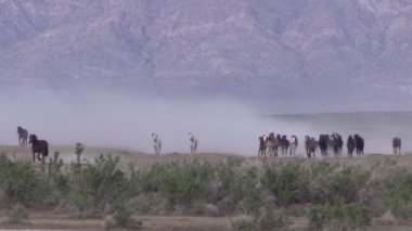 Utah çölünde vahşi atlar