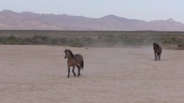 Utah çölünde vahşi atlar