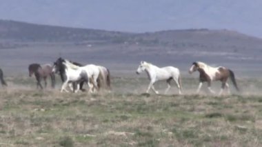 Utah çölünde vahşi atlar