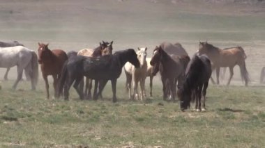 Utah çölünde vahşi atlar
