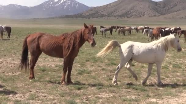 Cavalos Selvagens Deserto Utah — Vídeo de Stock