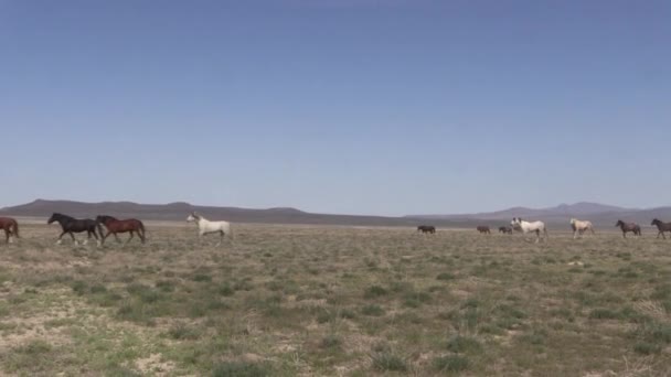 犹他沙漠中的野马 — 图库视频影像