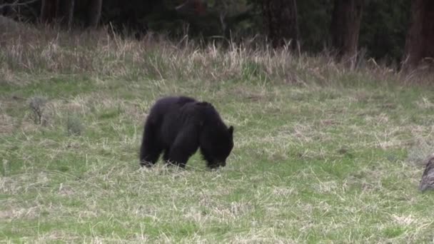 Czarny Niedźwiedź Górskiej Łące Wiosną — Wideo stockowe