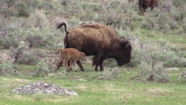 Bisonte Vaca Com Seu Bezerro Recém Nascido Primavera Montana — Vídeo de Stock