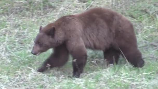 Ours Noir Dans Une Prairie Montagne Printemps — Video
