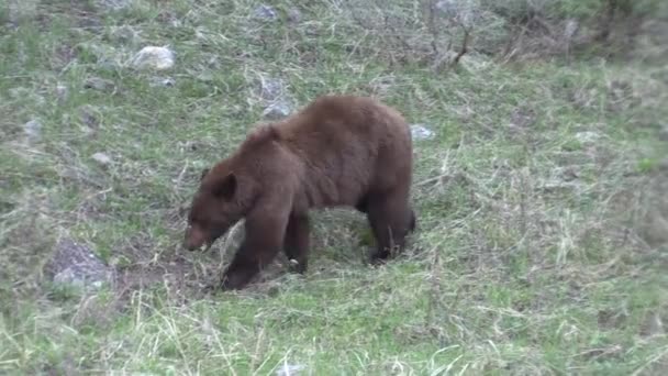 春の山の牧草地で熊 — ストック動画