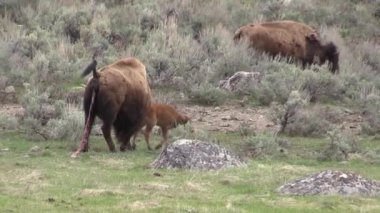 Baharda yeni doğmuş buzağısıyla bir inek bizonu.