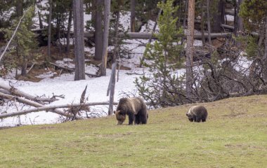 Baharda Yellowstone Ulusal Parkı 'nda bir boz ayı ve yavruları var.