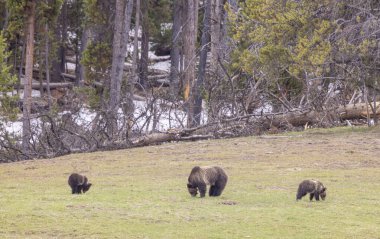 Baharda Yellowstone Ulusal Parkı 'nda bir boz ayı ve yavruları var.