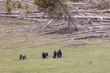 Baharda Yellowstone Ulusal Parkı 'nda bir boz ayı ve yavruları var.