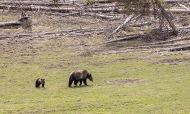 Baharda Yellowstone Ulusal Parkı 'nda bir boz ayı ve yavruları var.