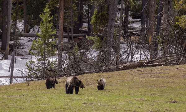 Una Cerda Oso Pardo Cachorros Parque Nacional Yellowstone Wyoming Primavera —  Fotos de Stock