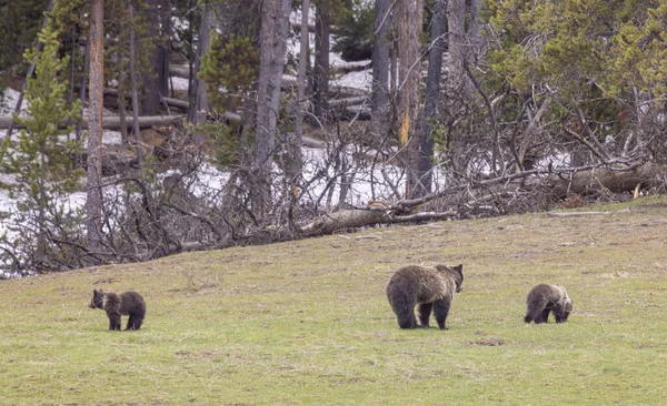 Grizzly Bear Sow Cubs Yellowstone National Park Wyoming Springtime — Stock Photo, Image