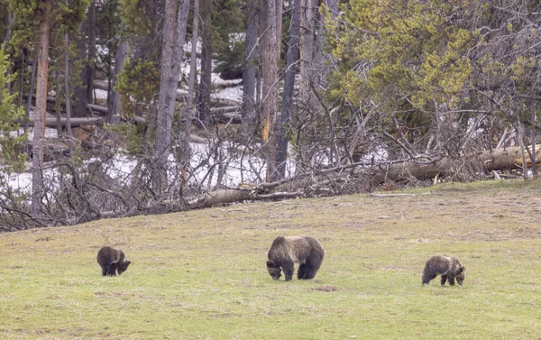 a grizzly bear sow and cubs in Yellowstone National Park Wyoming in springtime