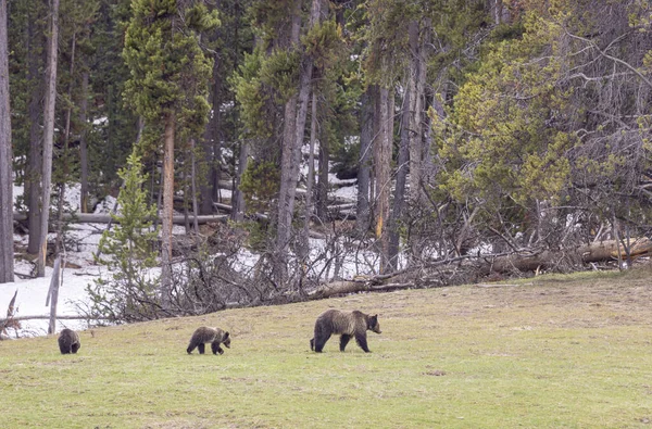 a grizzly bear sow and cubs in Yellowstone National Park Wyoming in springtime