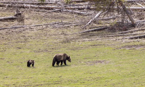 Eine Grizzlybär Sau Und Ihre Jungen Yellowstone National Park Wyoming — Stockfoto