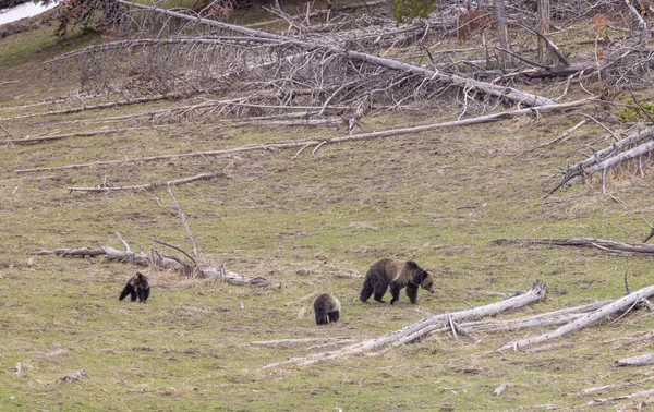 Grizzly Bear Sow Cubs Yellowstone National Park Wyoming Springtime — Stock Photo, Image
