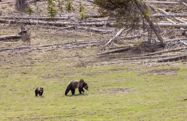 春天在怀俄明州的黄石公园里 一只灰熊的母熊和幼崽 — 图库照片